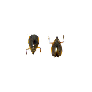 TWO (2) Tiny 10mm Water Beetles (Porrorhynchus marginatus) Unmounted Specimens