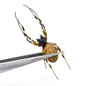 TWO (2) x Hermit Orb-weaver Spiders (Nephilengys malabarensis) STUFFED ABDOMENS Taxidermy A1