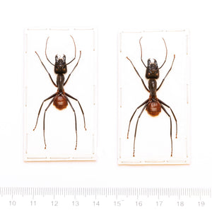 TWO (2) Giant Soldier Ants (Camponotus gigas) Spread Specimens A1