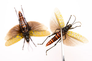 TWO (2) SPREAD-PAIR Grasshoppers (Aularches punctatus) A1 Entomology Specimens