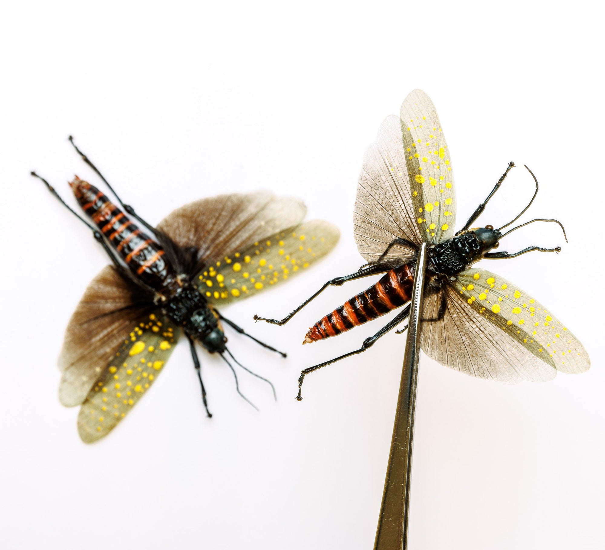 TWO (2) SPREAD-PAIR Grasshoppers (Aularches punctatus) A1 Entomology Specimens