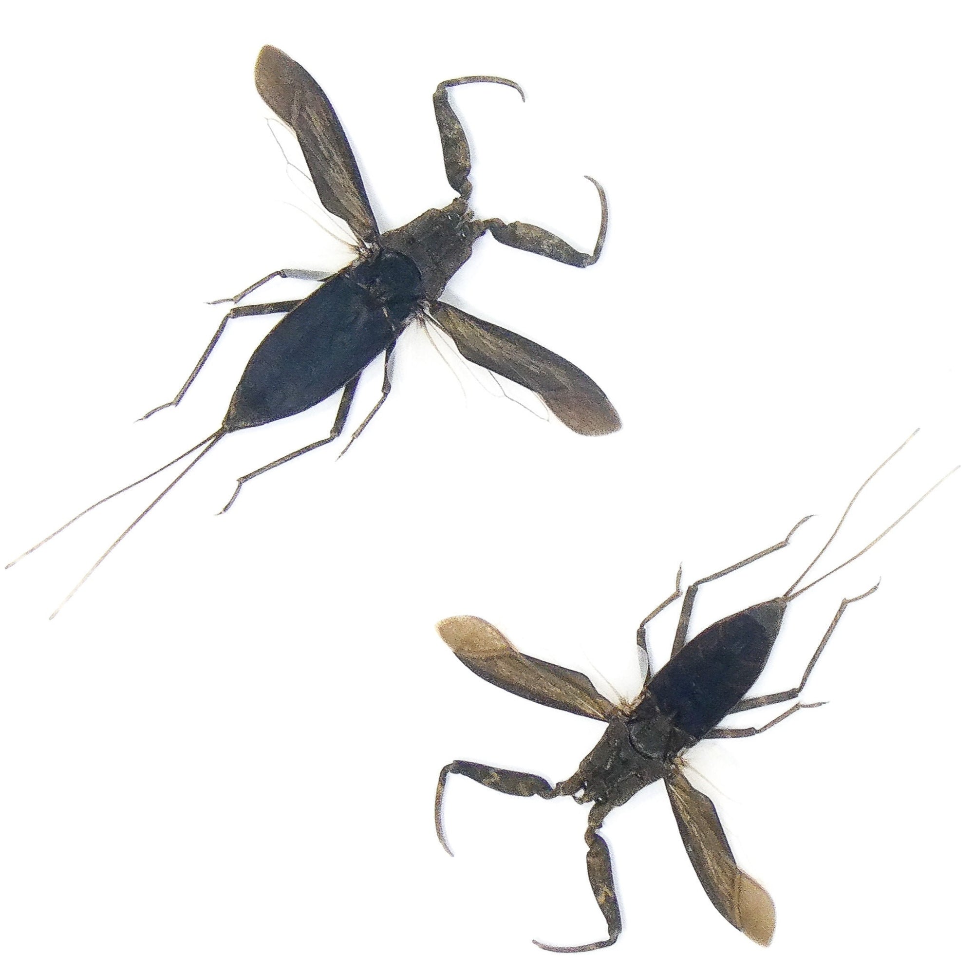 TWO (2) SPREAD Water Scorpions (Laccotrephes archipelagi) A1 Entomology Specimens