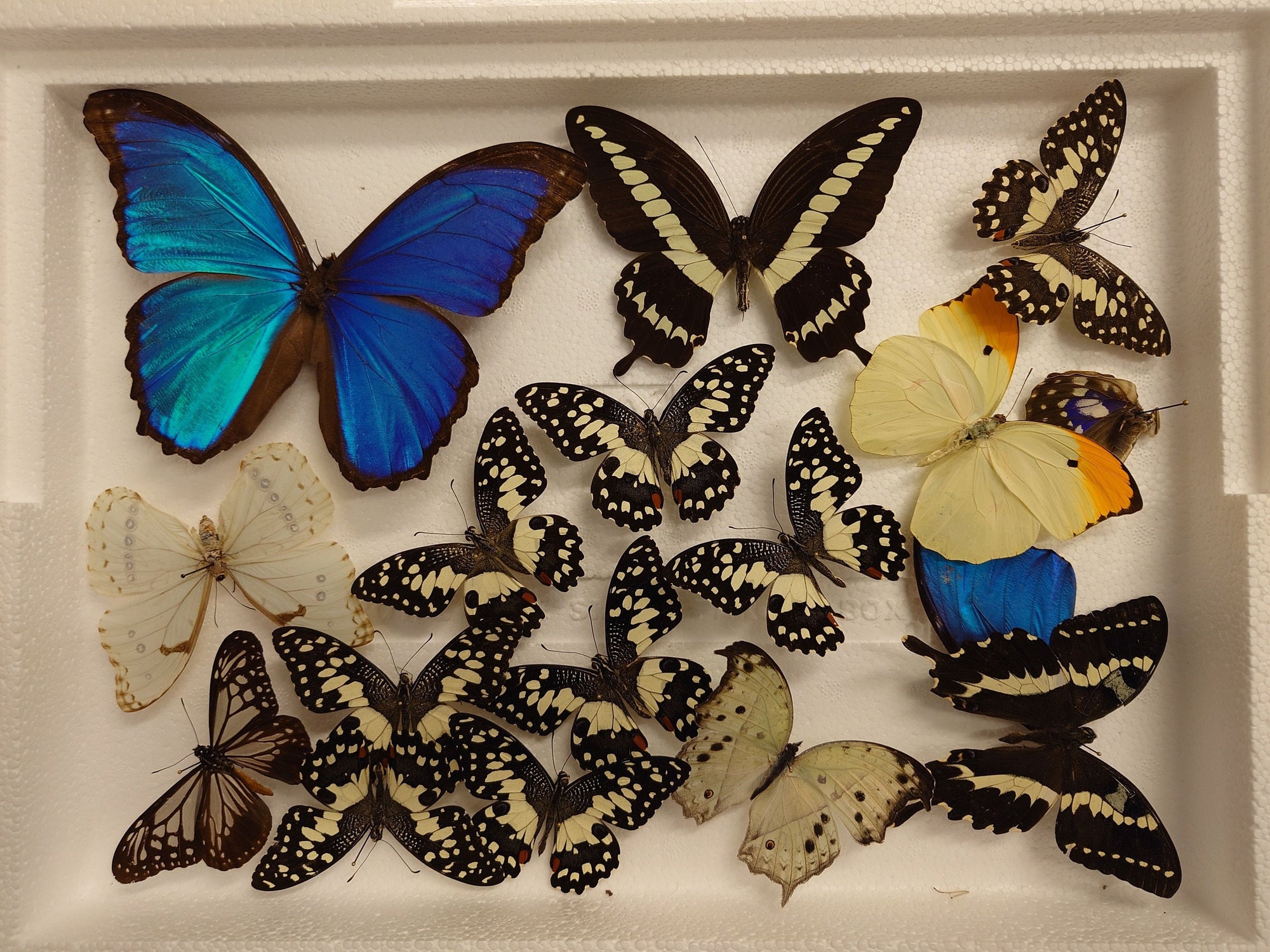 DAMAGED BUTTERFLIES as seen in photo. Broken specimens good for art and craft projects (SKU BB2)