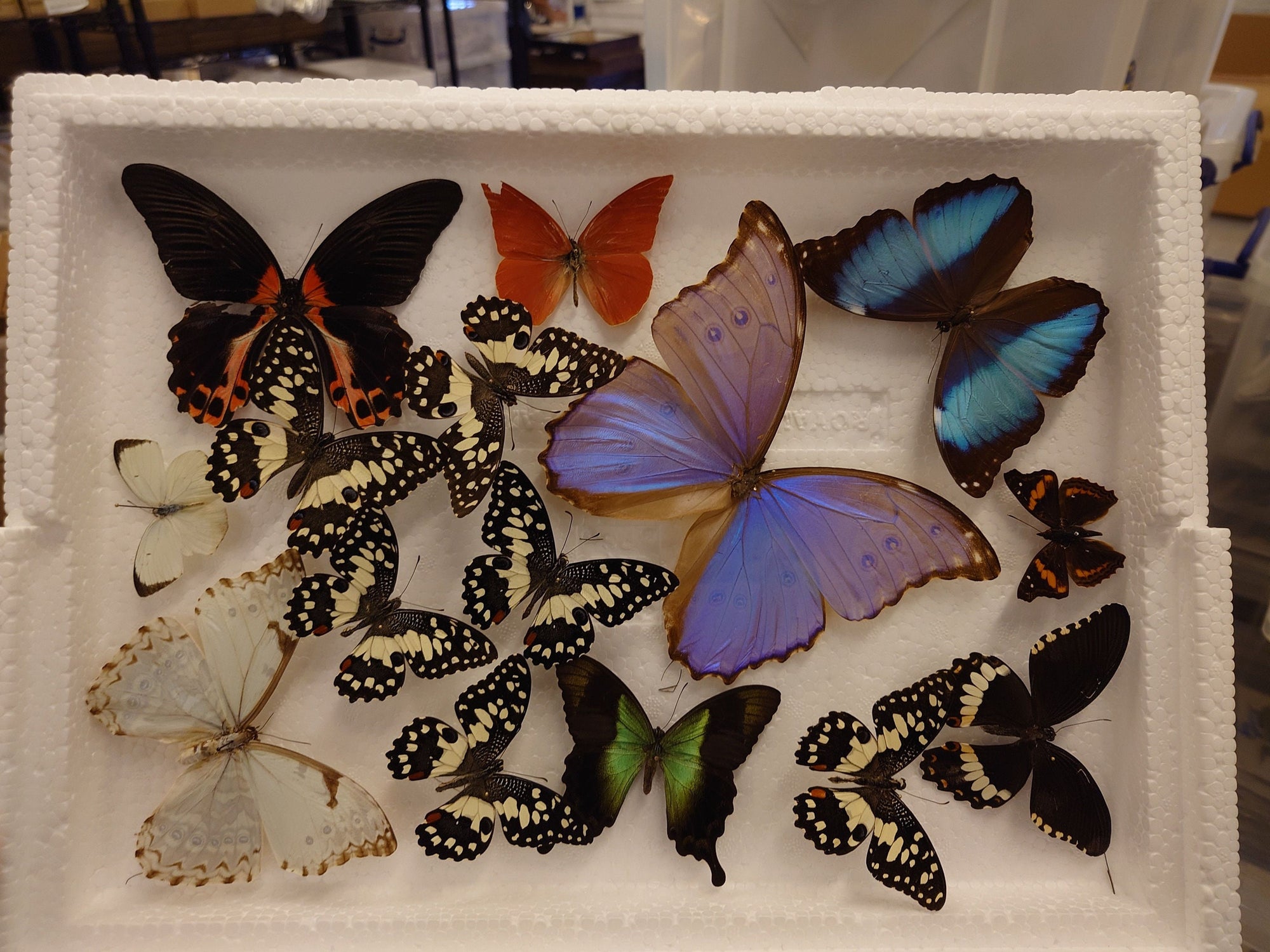 DAMAGED BUTTERFLIES as seen in photo. Broken specimens good for art and craft projects (SKU BB5)