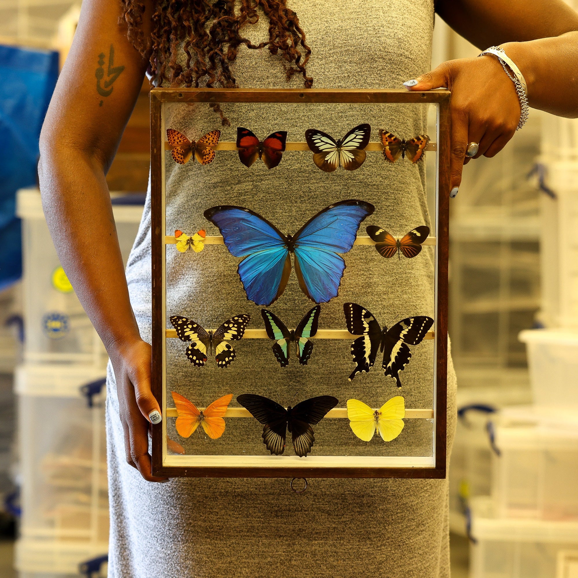 Antique Butterfly Glass Cased Display ex-London Natural History Museum’s Rothschild, Cockayne & Kettlewell Collection 38×29×6 cm (ROTH2)