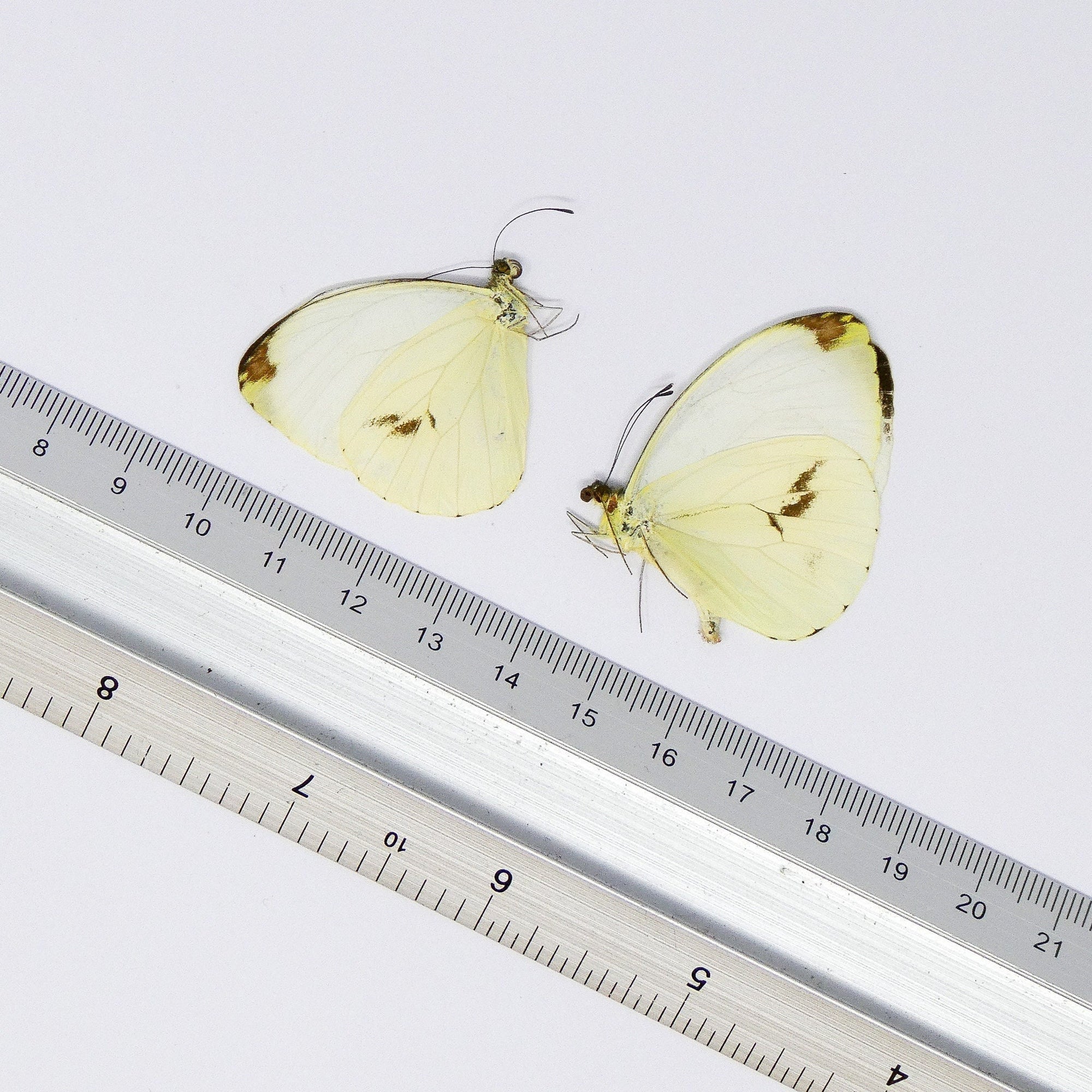 TWO (2) Round-winged Vagrant (Nepheronia pharis) A1 Unmounted Butterflies