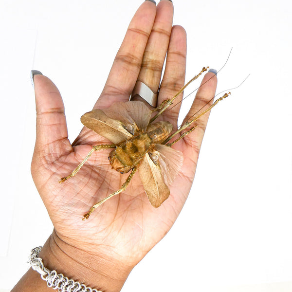 Giant Dragon Headed Katydid top framed taxidermy - Lesina ensifera - large female