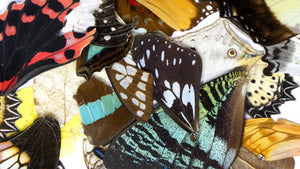 Damaged and Broken 100 Mixed Butterfly Wings, Assorted A2 'Seconds', Ethical Butterflies for Artistic Creation