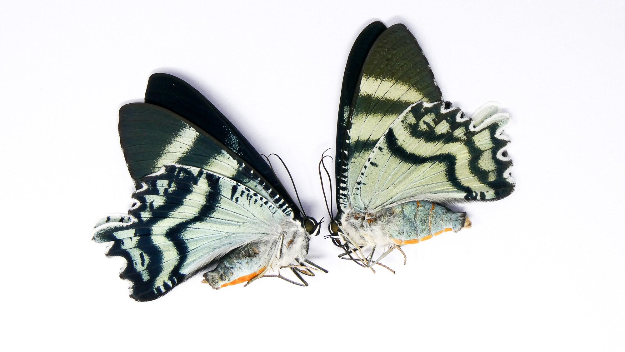 TWO (2) Alcides orontes, Seram Island Day Flying Moths, A1 Unmounted Specimens