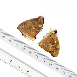 TWO (2) African Cherry (Cymothoe excelsa) A1 Unmounted Specimens