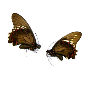 TWO (2) Battus polydamas A1 Unmounted Specimens