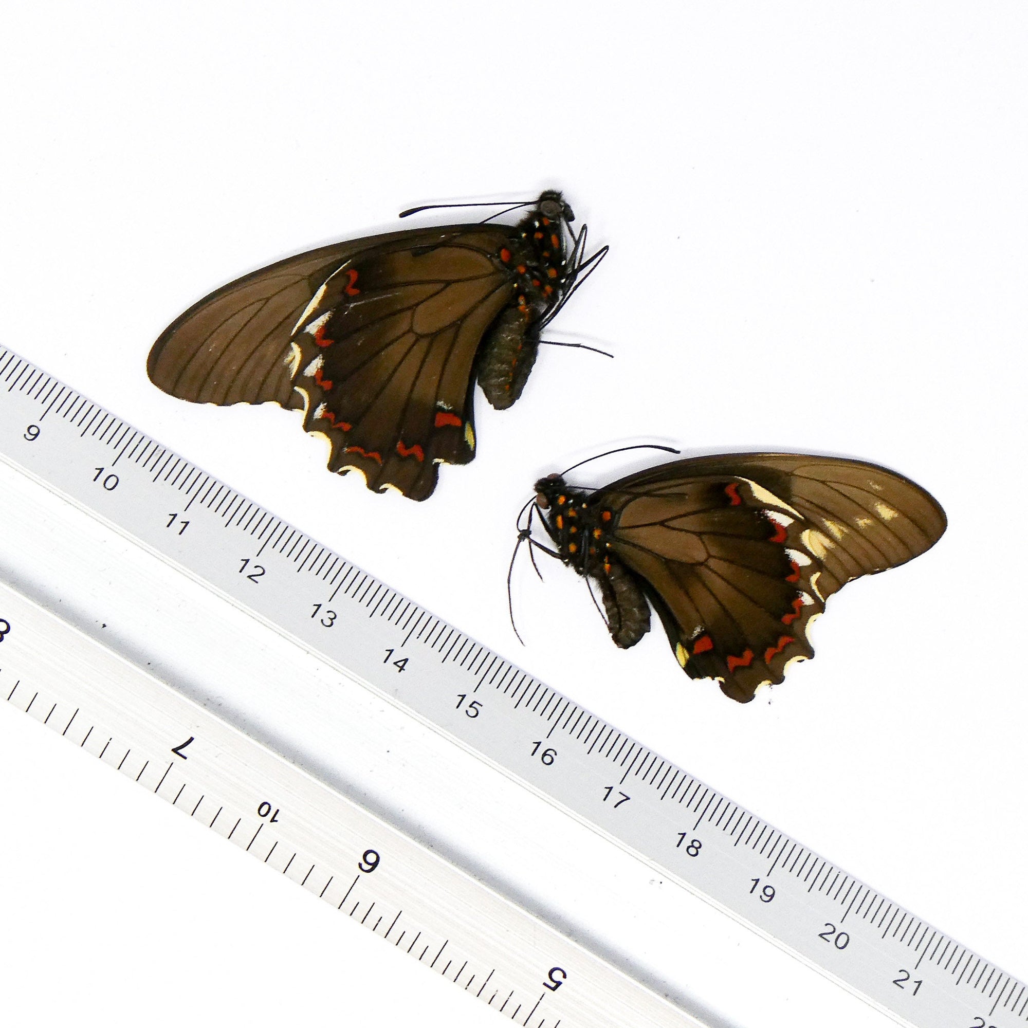 TWO (2) Battus polydamas A1 Unmounted Specimens