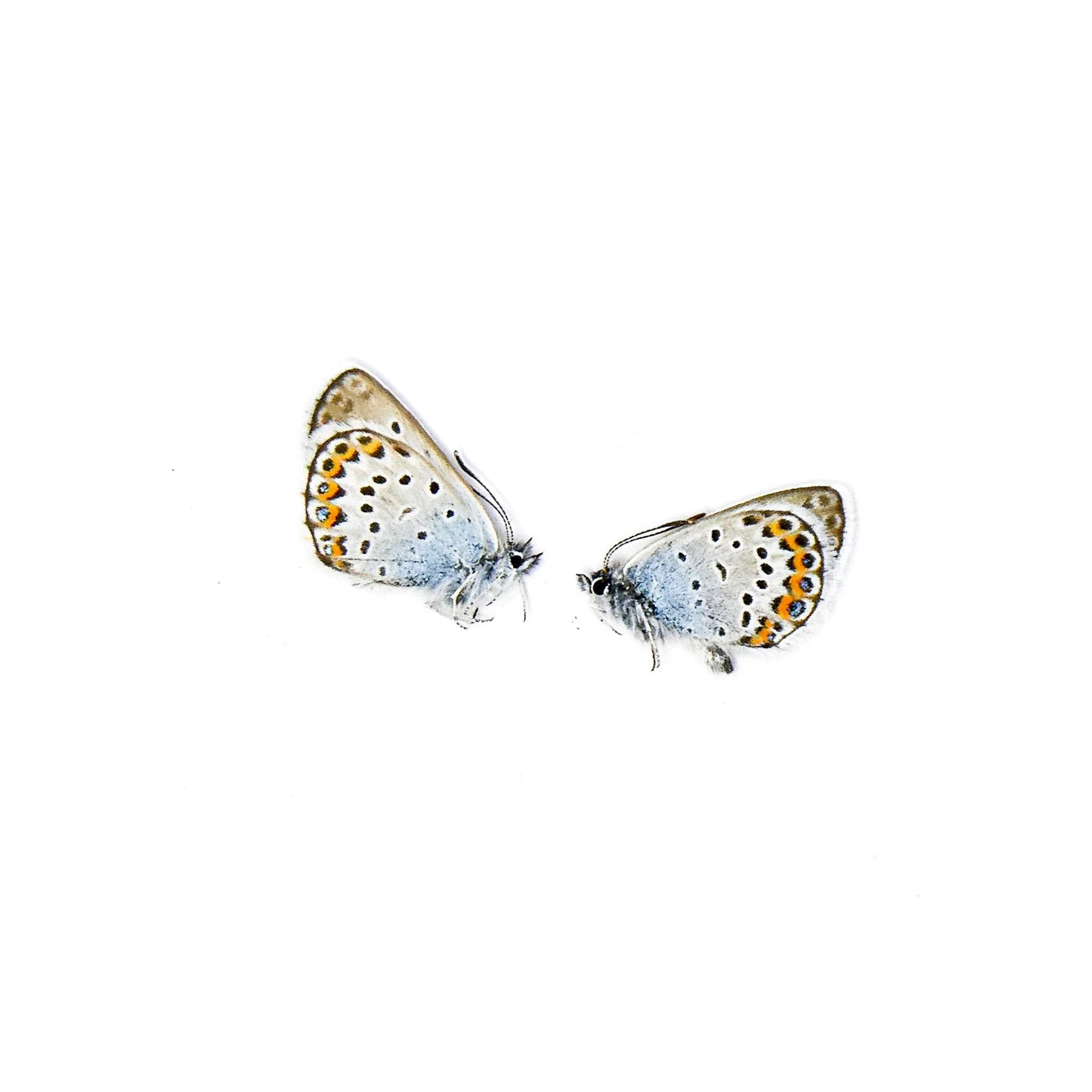 TWO (2) Silver-studded Blue (Plebejus argus) A1 Unmounted Specimens