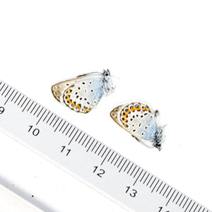 TWO (2) Silver-studded Blue (Plebejus argus) A1 Unmounted Specimens