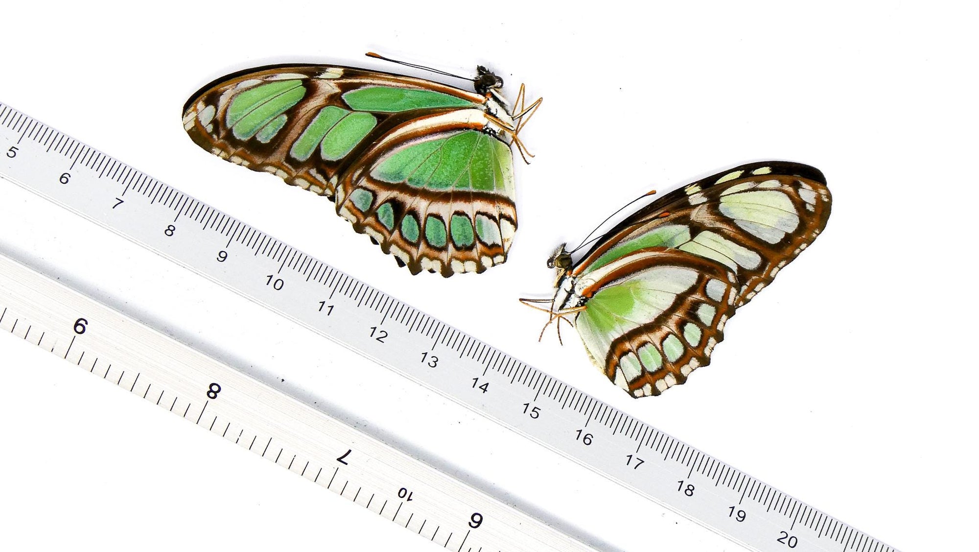 TWO (2) The Dido Longwing (Philaethria dido) A1 Unmounted Specimens