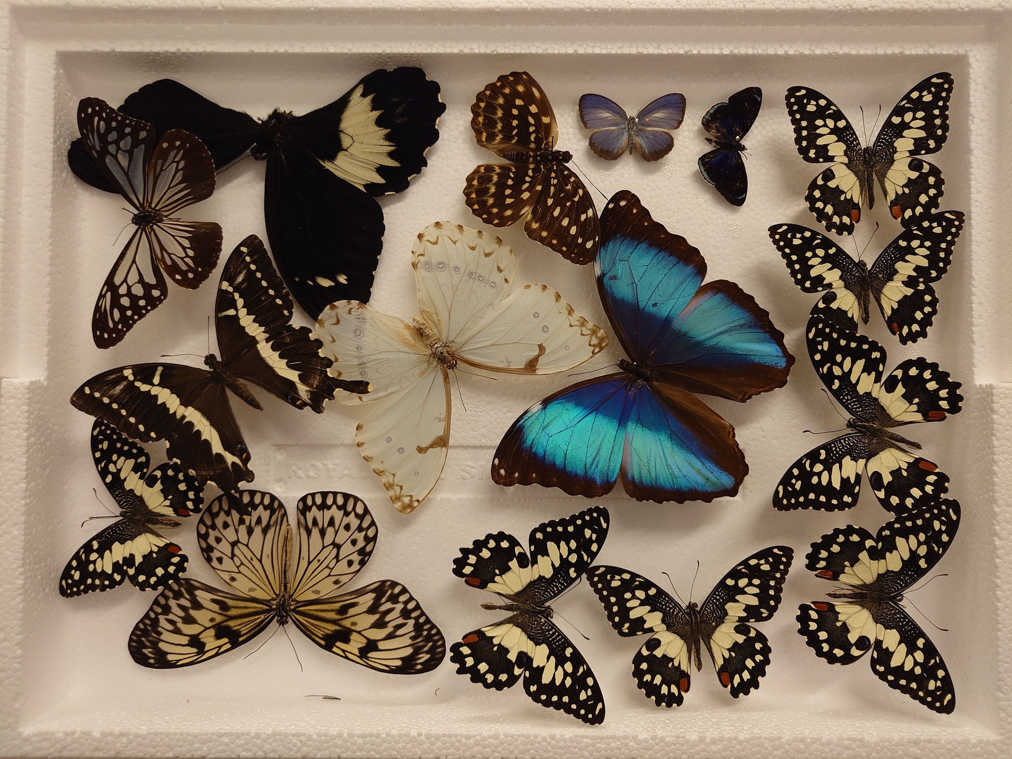 DAMAGED BUTTERFLIES as seen in photo. Broken specimens good for art and craft projects (SKU BB3)