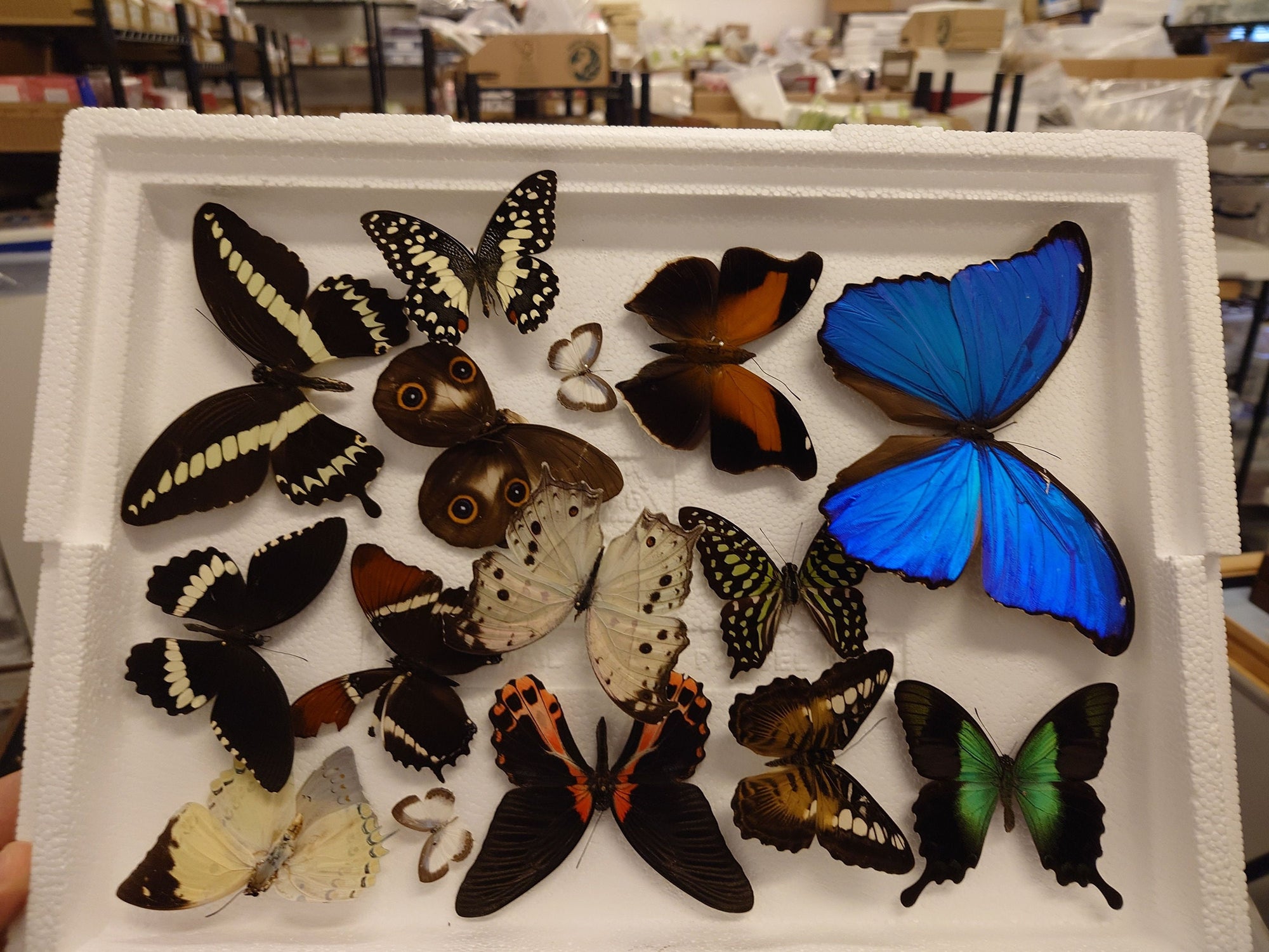 DAMAGED BUTTERFLIES as seen in photo. Broken specimens good for art and craft projects (SKU BB6)