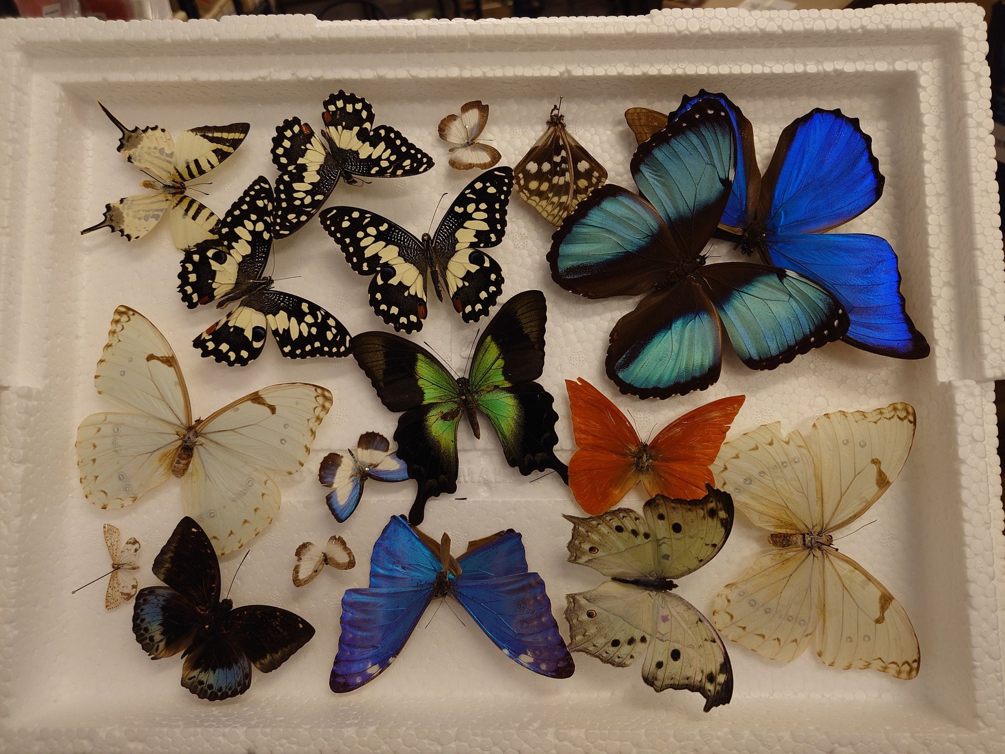 DAMAGED BUTTERFLIES as seen in photo. Broken specimens good for art and craft projects (SKU BB7)