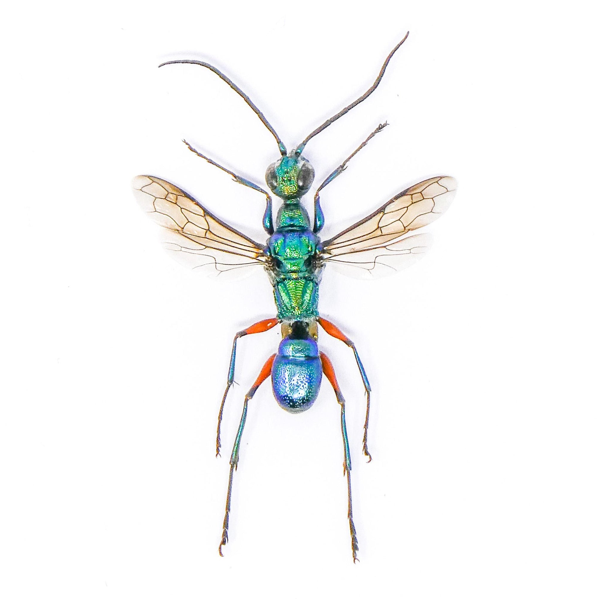 FIVE (5) Blue Green Wasps (Ampulex erythropus) A1 Wholesale Specimens