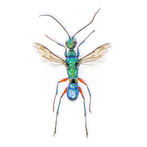 TWO (2) Blue Green Wasps (Ampulex erythropus) A1 Wings-open