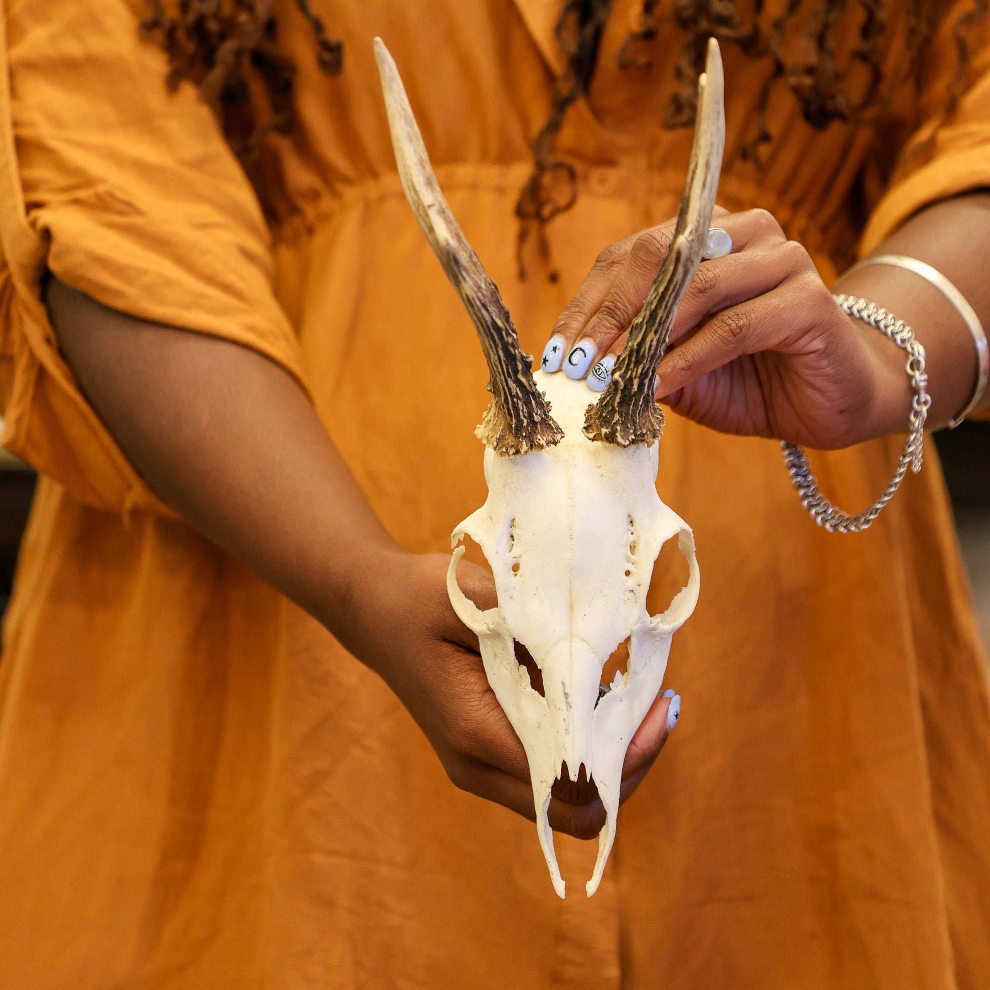 Vintage Roe Deer Skull (1970-90's)