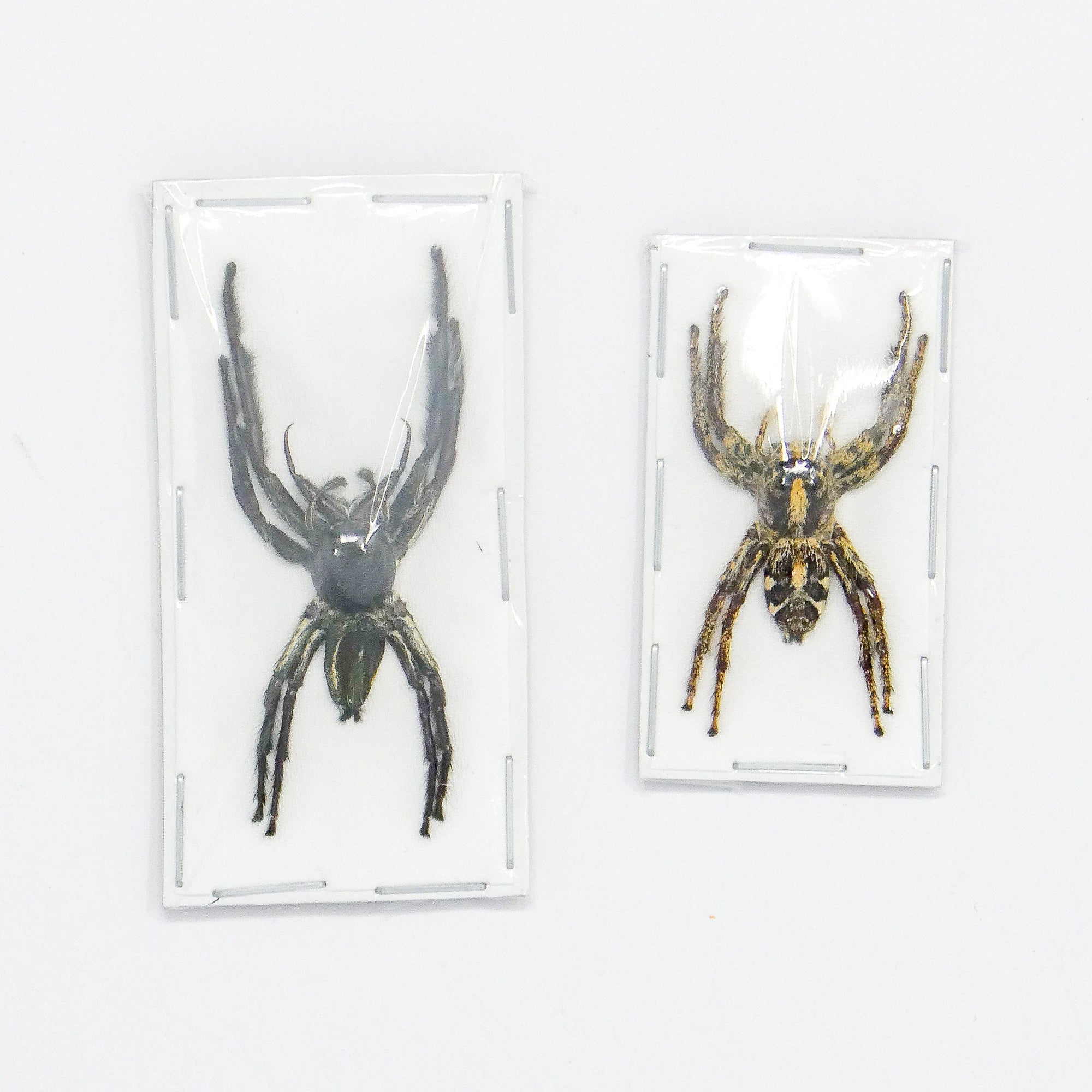 PAIR (2) Giant Jumping Spiders (Hyllus giganteus) A1 Arachnid Specimens