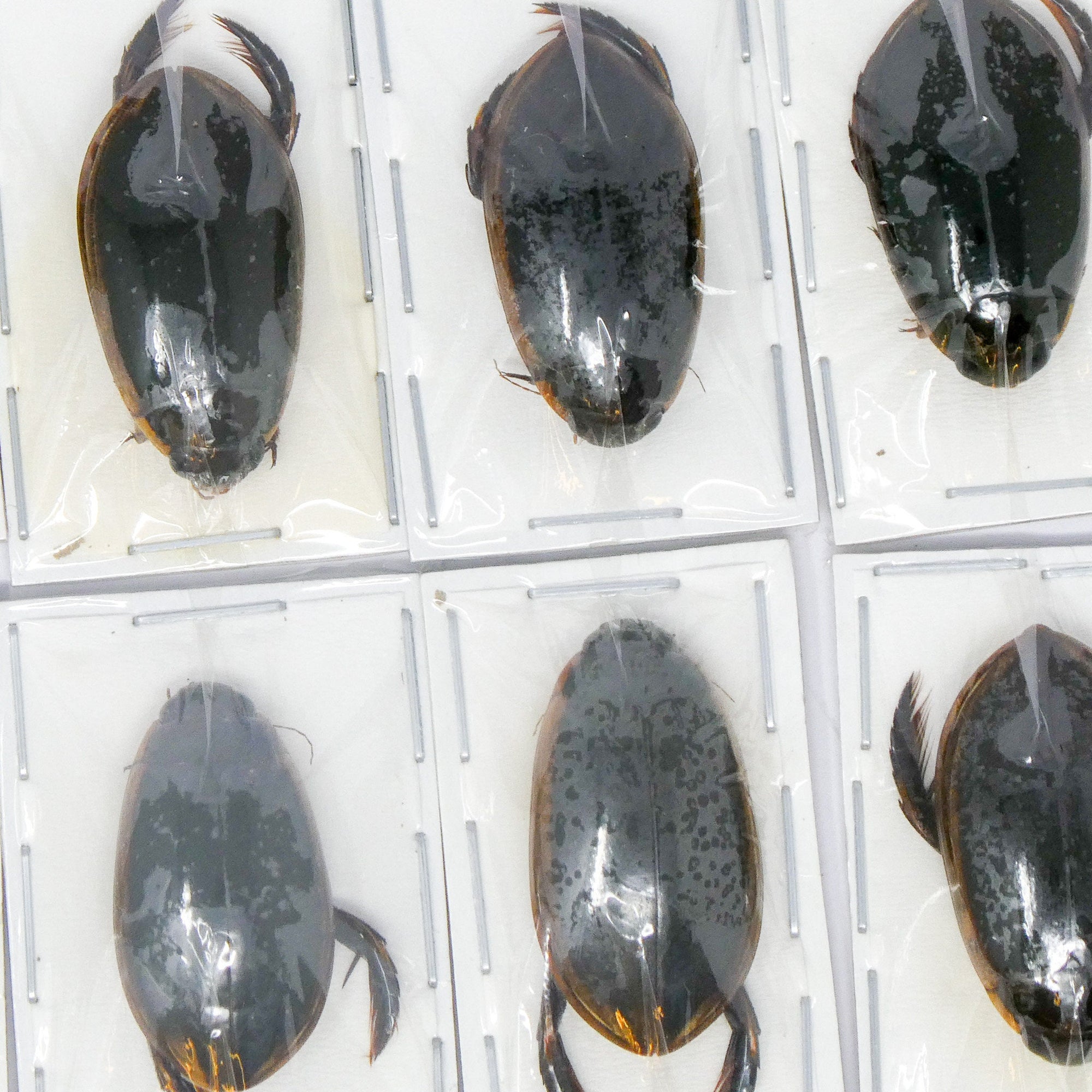 TWO (2) Diving Beetles (Cybister celebensis) A1 Dytiscidae Specimens