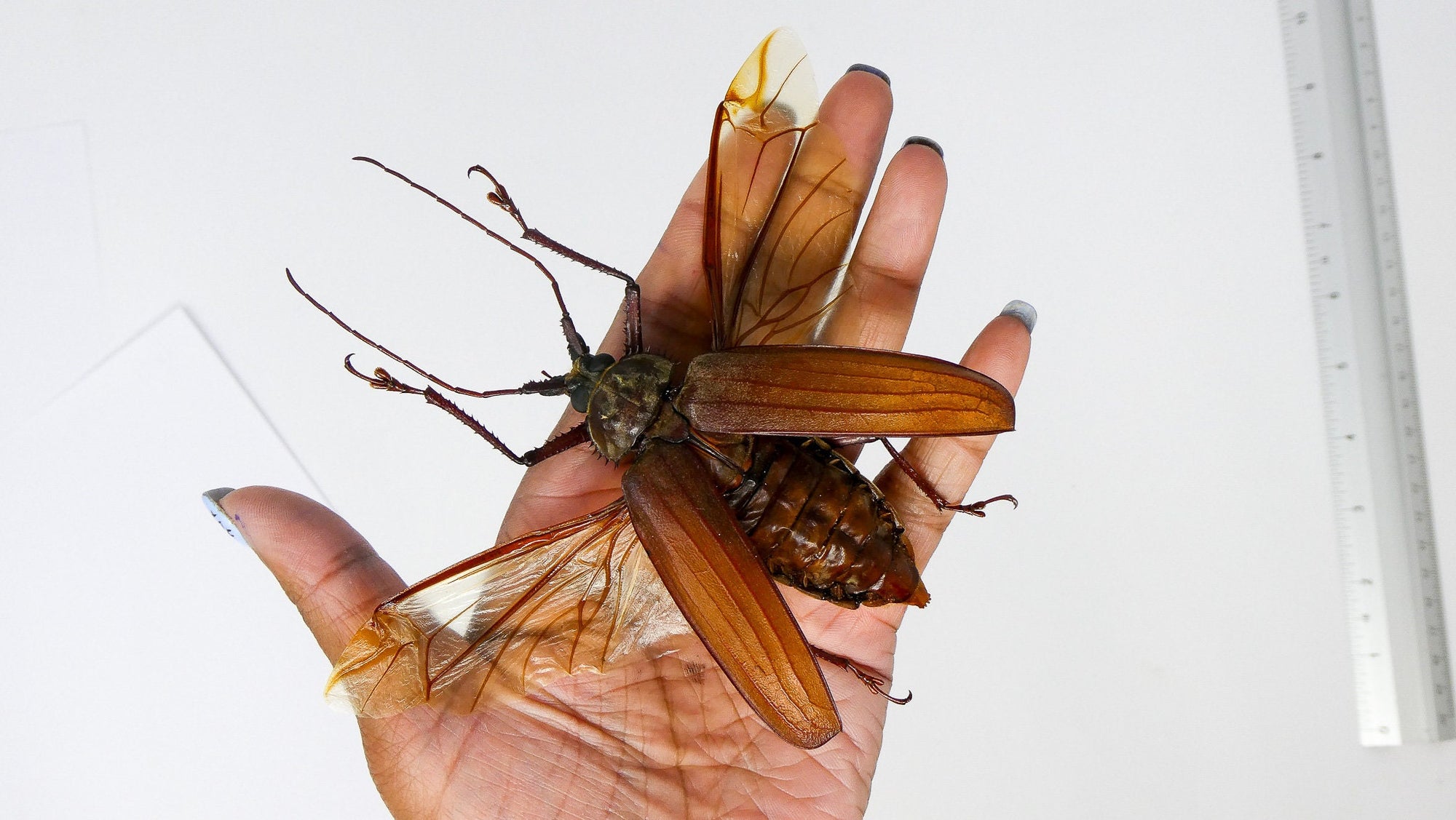 TWO (2) Giant SPREAD Long-horned Beetle (Xixuthrus lunicollis)  +55-75mm A1 Specimens