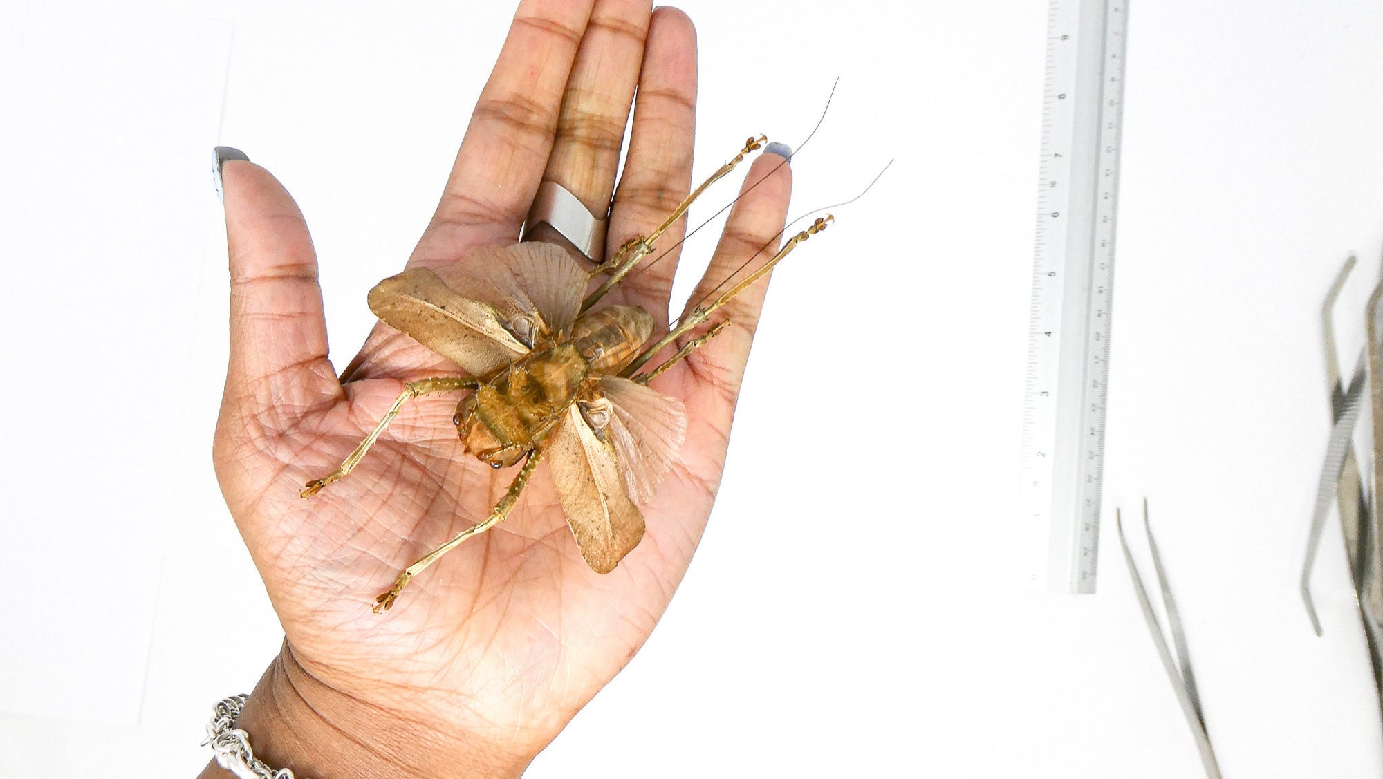 Two (2) SPREAD Dragon Headed Katydids (Lesina ensifera) A1 Specimens