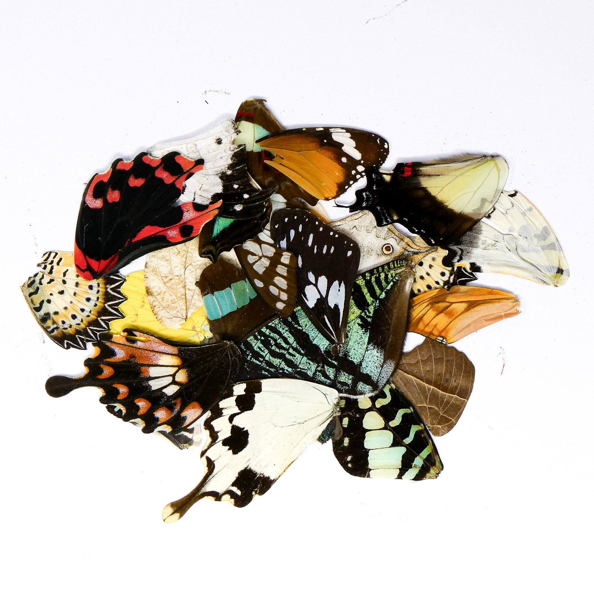 Damaged and Broken 100 Mixed Butterfly Wings, Assorted A2 'Seconds', Ethical Butterflies for Artistic Creation