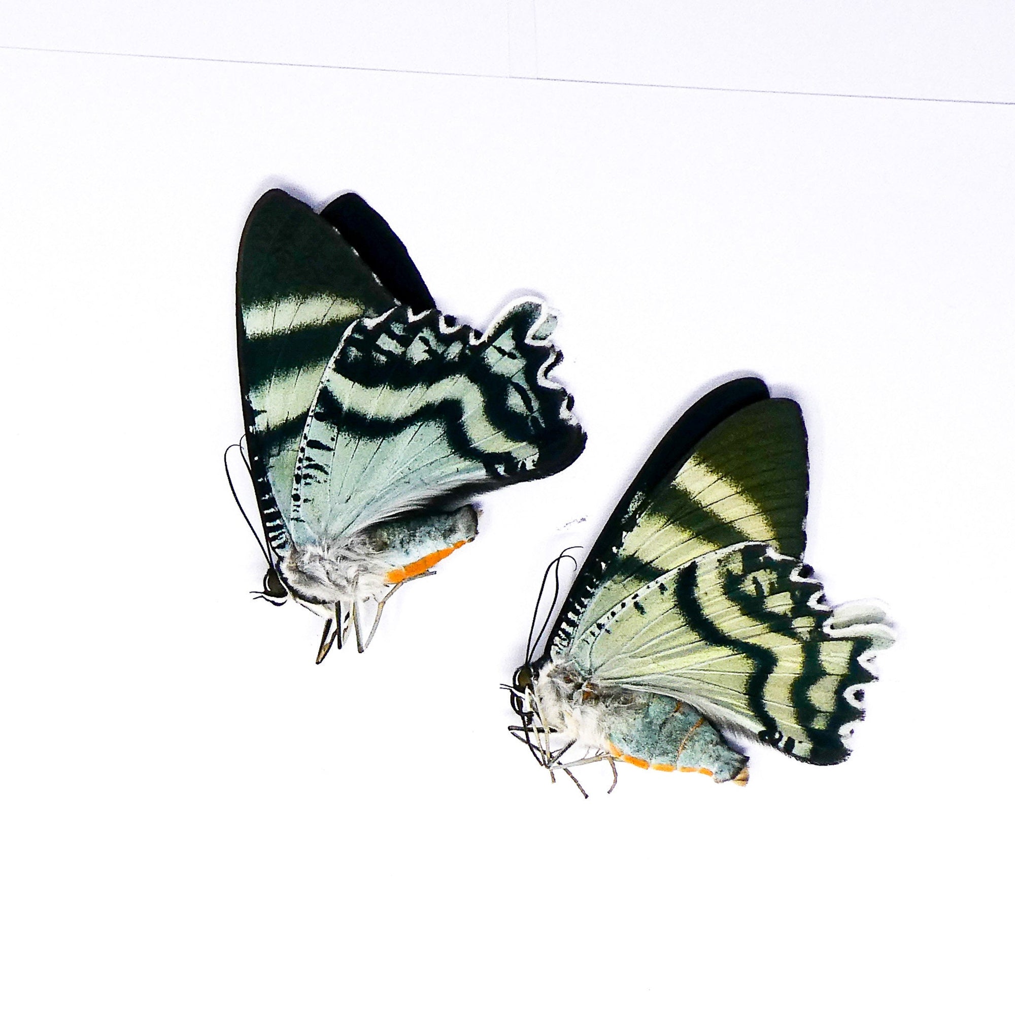 TWO (2) Alcides orontes, Seram Island Day Flying Moths, A1 Unmounted Specimens