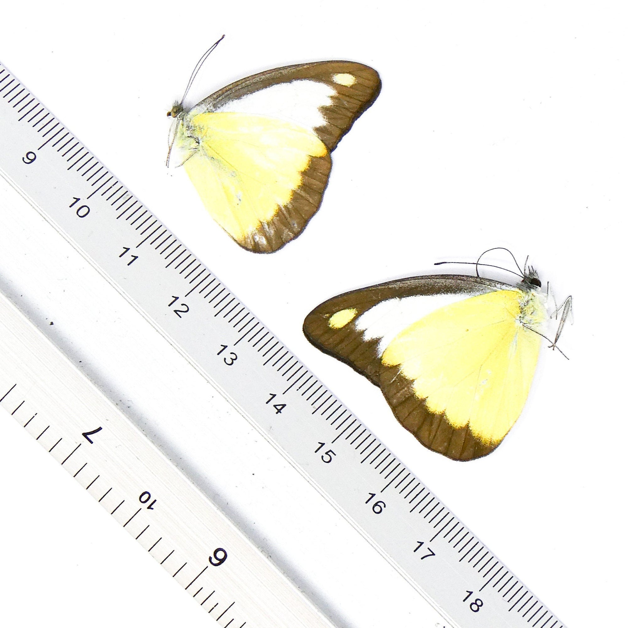 TWO (2) Appias lyncida A1 Unmounted Specimens