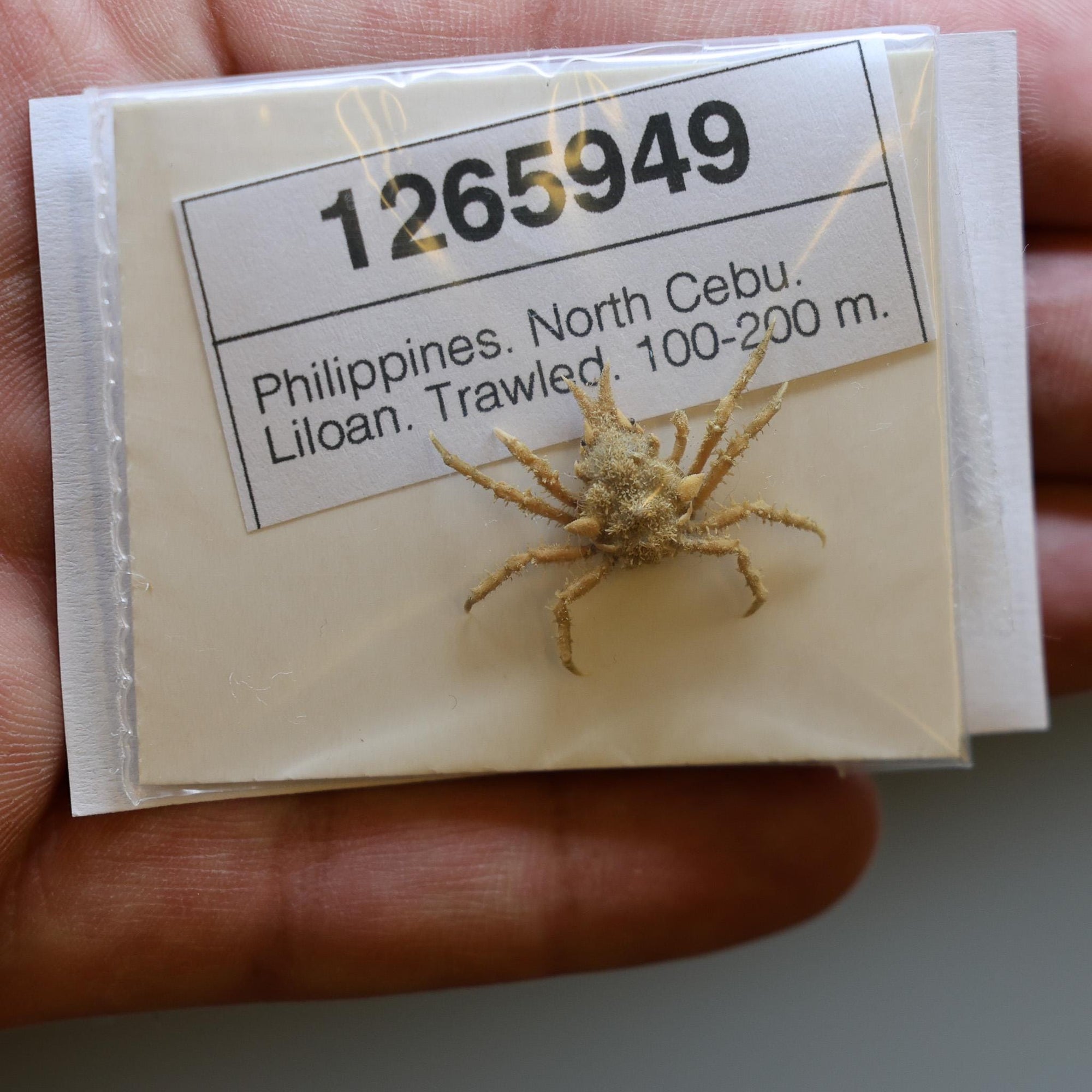 Majidae Crab Specimen (Seiitaoides orientalis) Philippines, SEA-LIFE Artistic creation, Framing, Collecting (1265949)