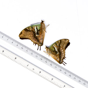 TWO (2) The Green-veined Emperor (Charaxes candiope) A1 Unmounted Specimens