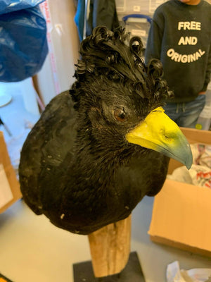 Great Curassow HOCKO Bird Taxidermy (Crax rubra) Non-CITES species