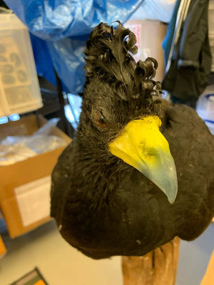 Great Curassow HOCKO Bird Taxidermy (Crax rubra) Non-CITES species