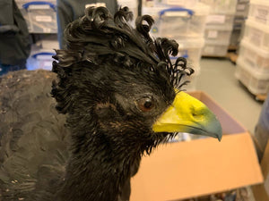 Great Curassow HOCKO Bird Taxidermy (Crax rubra) Non-CITES species