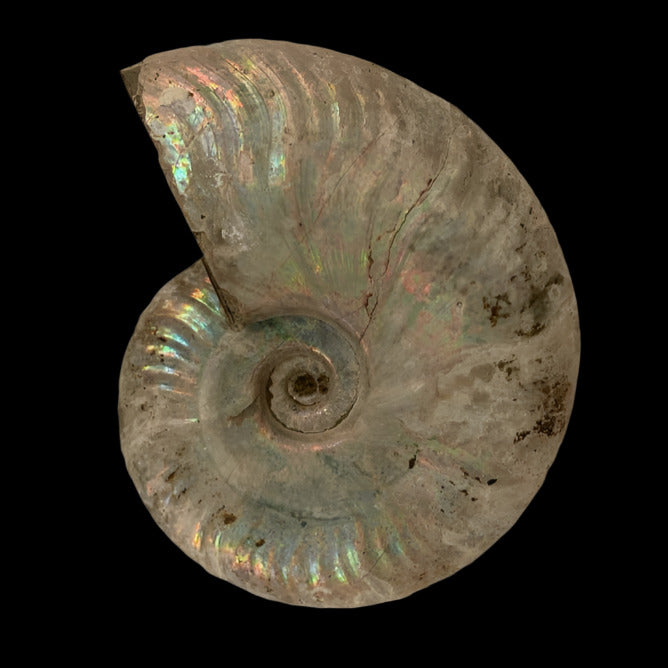 Rare Rainbow Ammonite Fossil, Cretaceous, Lower (145 - 100.5 million years)