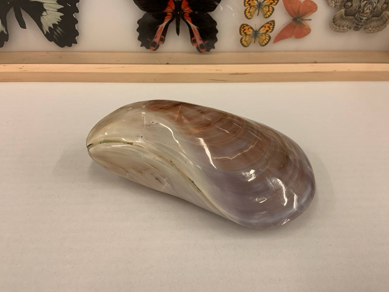 Polished Japanese Conch Shell (Mytilidae species) 2020