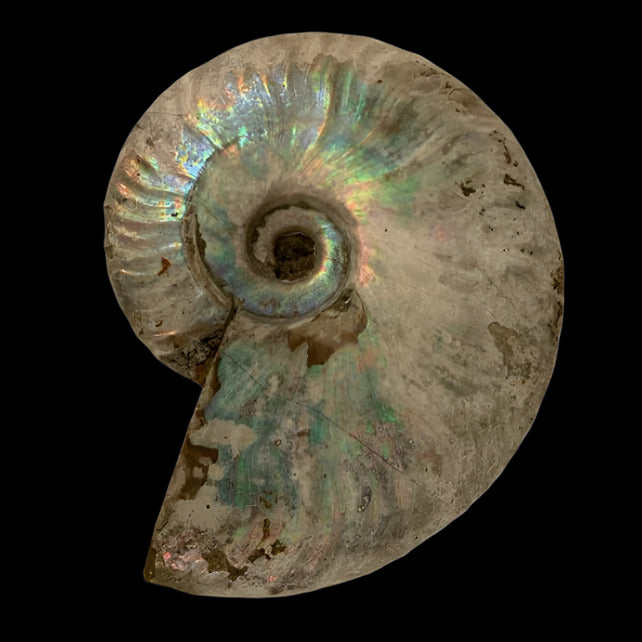 Rare Rainbow Ammonite Fossil, Cretaceous, Lower (145 - 100.5 million years)