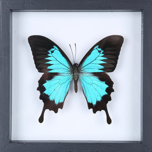 Realistic Paper Butterfly, Double-sided, Faux Swallowtail