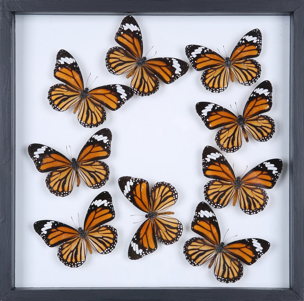 Real Framed Butterflies and Moths Art Displays 