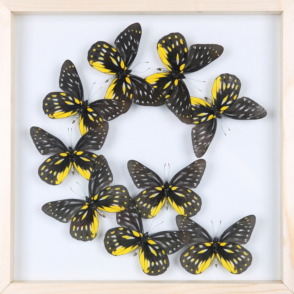 20x30x2.5 butterfly display, framed butterflies, mounted butterflies, –  nature art butterflies