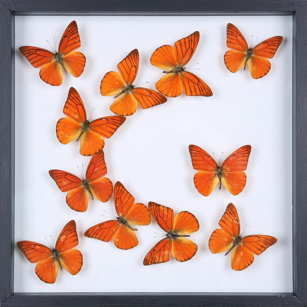 Framed butterfly fossils buy