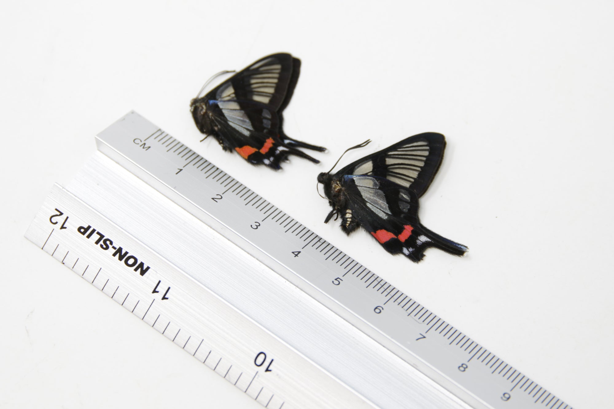 TWO (2) Chorinea sylphina | The Angel Glass Wing | Dry-preserved Butterfly Specimens