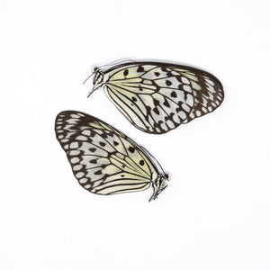 TWO (2) Idea leuconoe | The Paper Kite | Dry-preserved Butterfly Specimens