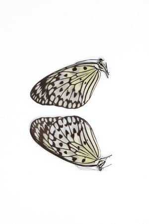 TWO (2) Idea leuconoe | The Paper Kite | Dry-preserved Butterfly Specimens