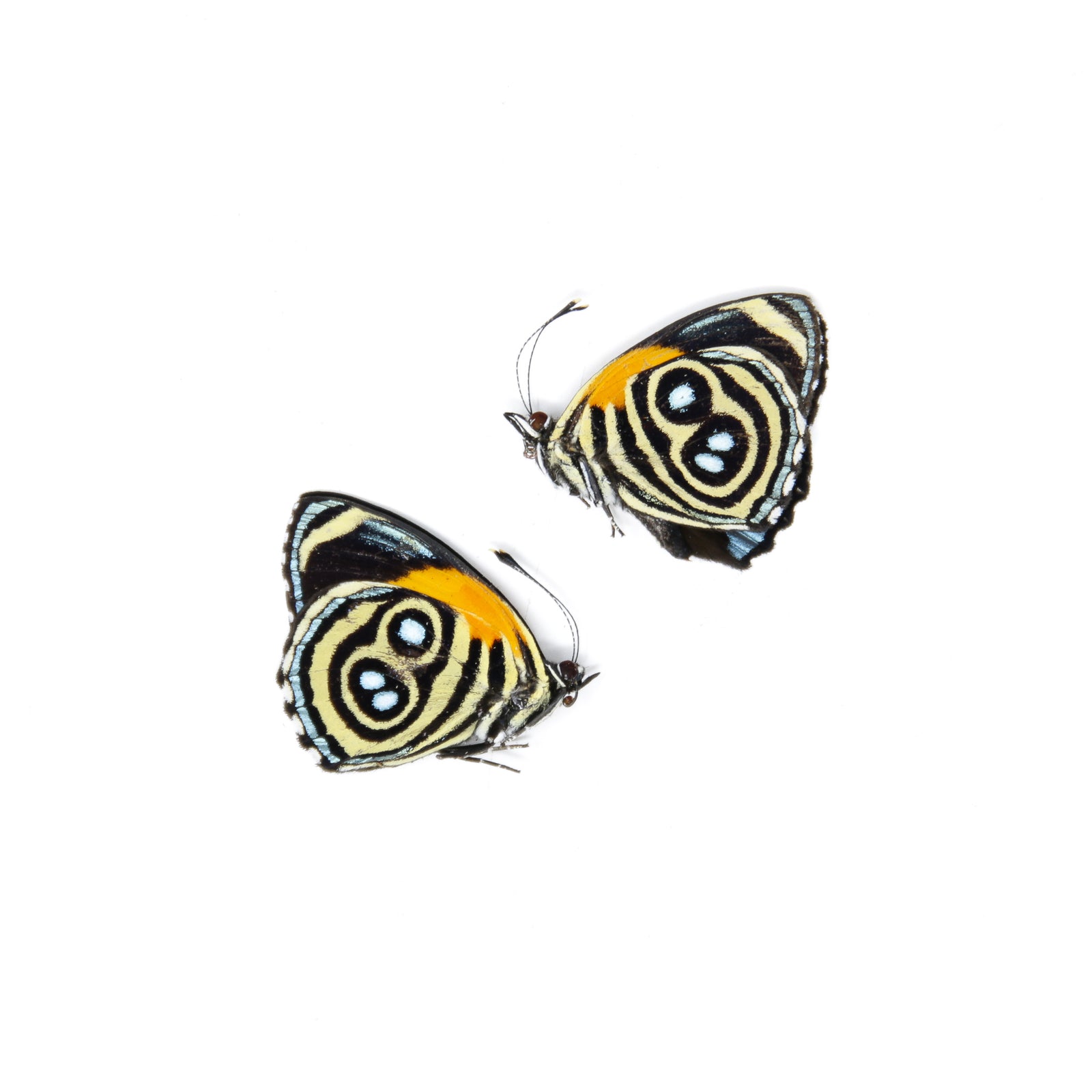 3,432 Rainbow Butterfly Stock Photos - Free & Royalty-Free Stock Photos  from Dreamstime