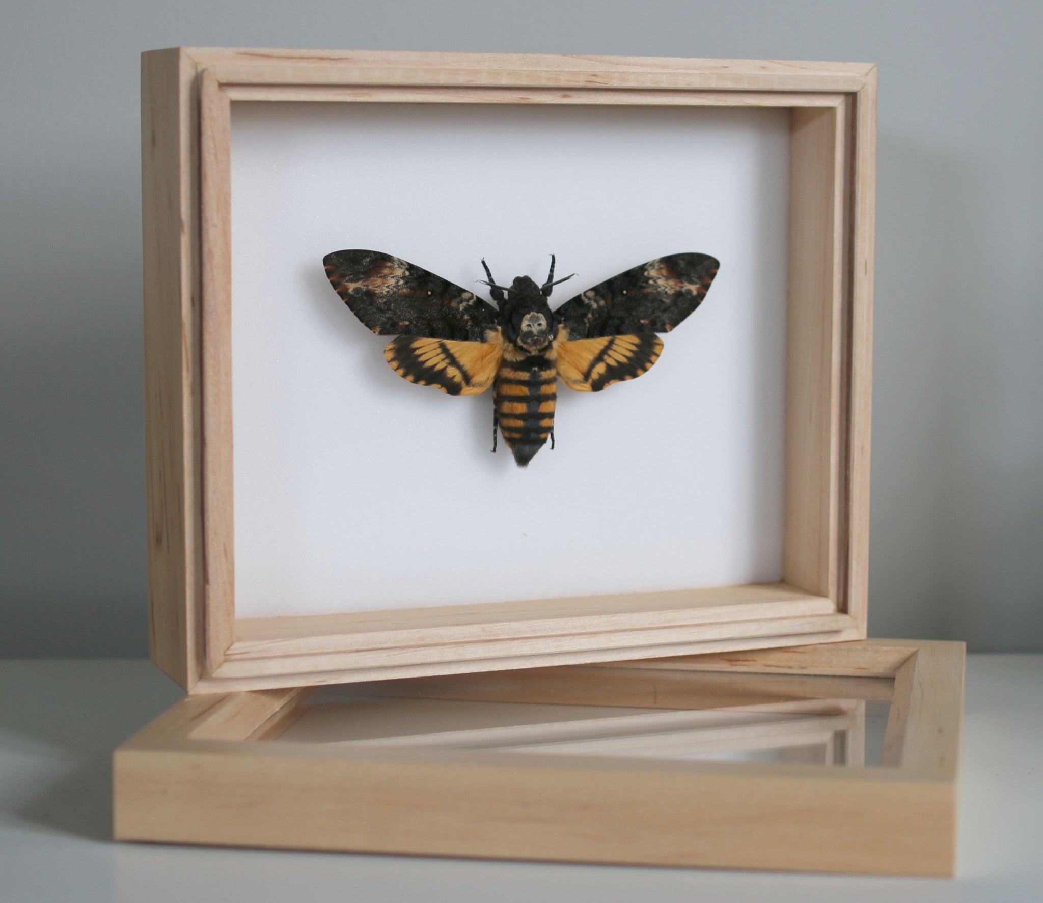 Death's Head Hawk Moth - Acherontia — The Butterfly Babe