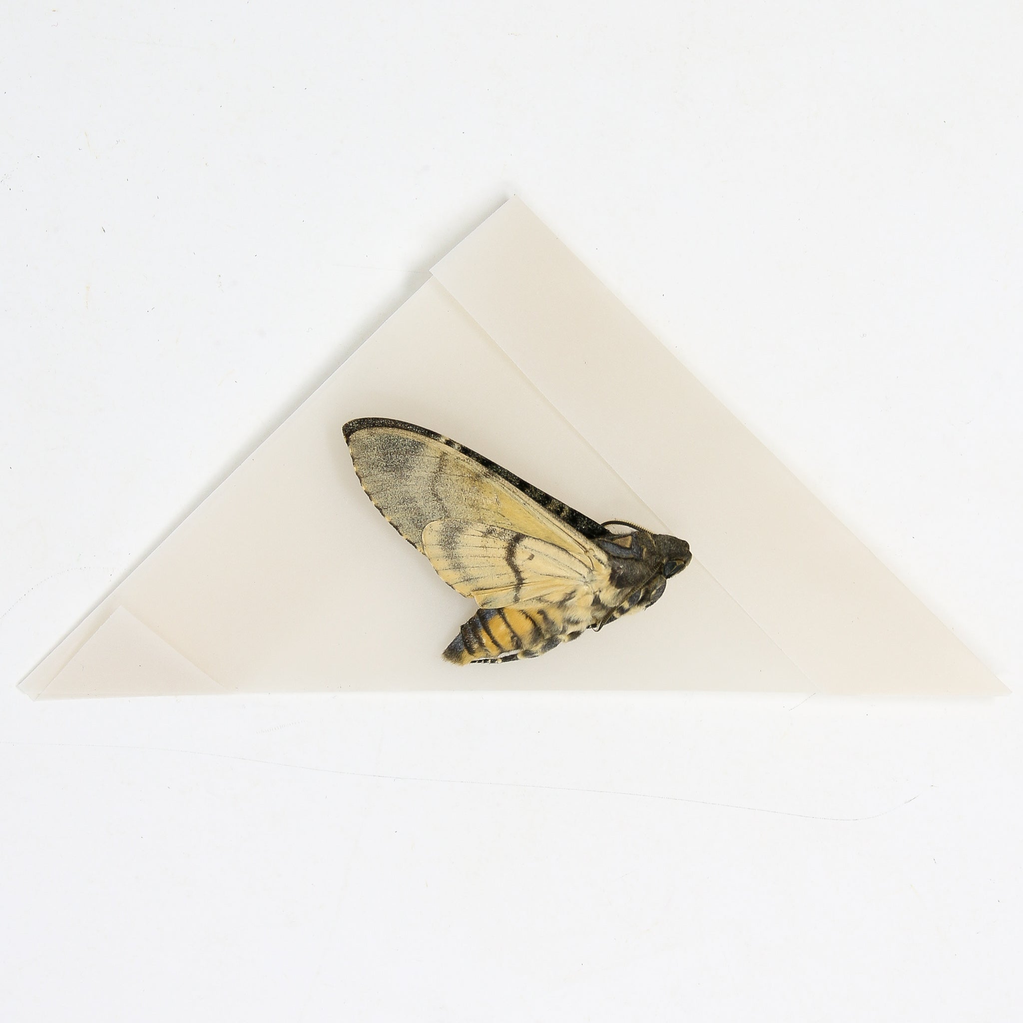 A Perfect Deaths Head Hawk Moth Real Specimen A1